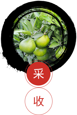 新會(huì)陳皮廠家
